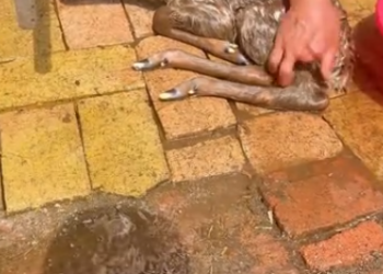 C1512026_doe gave birth to first time mistakenly treated child…