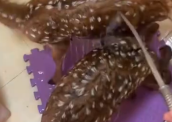 C1512027_kind uncle saved two young deer treated them as their own chi…