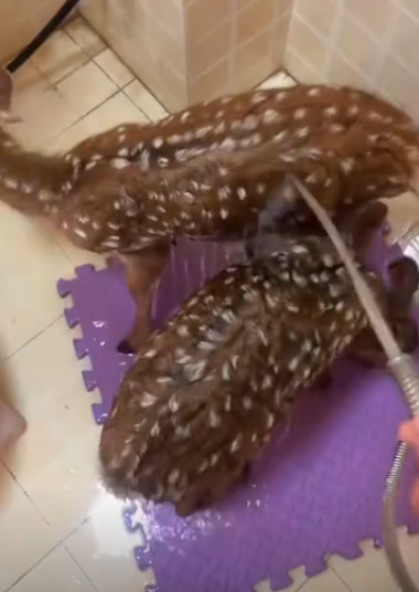 C1512027_kind uncle saved two young deer treated them as their own chi…