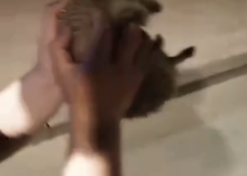 C1512028_Adopt poor mom hedgehog take good care of her her children