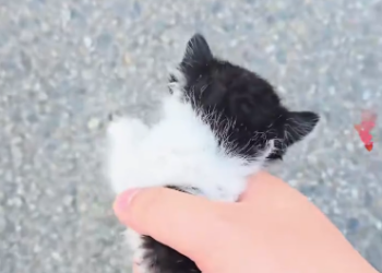 C1512029_Rescue two little stray cats #rescue #cats #fyp #foryou #love #pet #c…