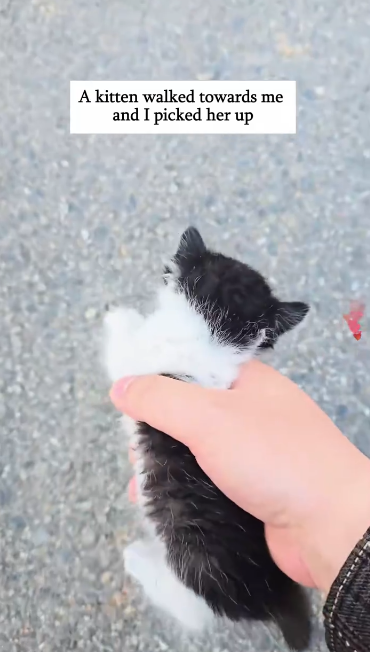 C1512029_Rescue two little stray cats #rescue #cats #fyp #foryou #love #pet #c…