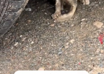 C1512030_Rescue poor stray cat take care of her as she grows up #animals…