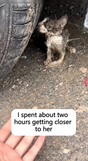 C1512030_Rescue poor stray cat take care of her as she grows up #animals…