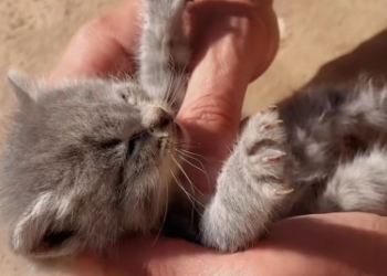 C1612001_CPR On Kitten Happened #rescue #animals #fyp #cat#unexpe…