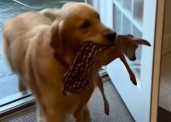 C1612002_My dog brought back friend little deer, then…#rescue