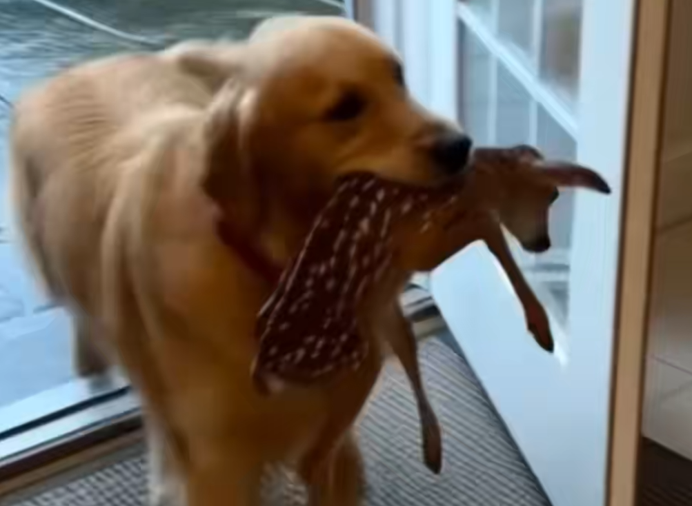 C1612002_My dog brought back friend little deer, then…#rescue