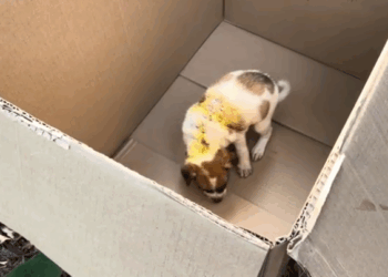 C0112023_The fragile being found at death’s edge #hopeagain #helpsave_part2