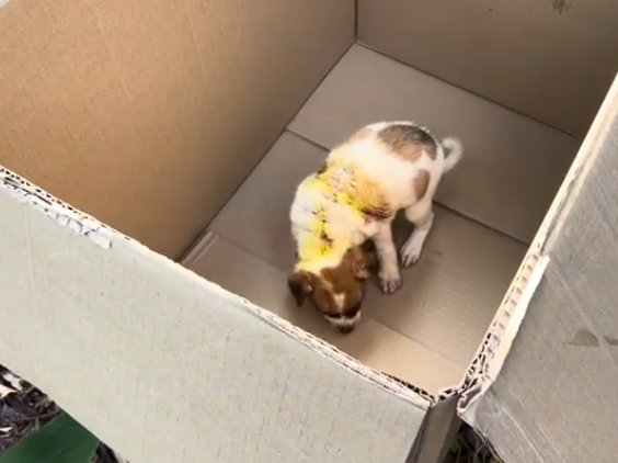 C0112023_The fragile being found at death’s edge #hopeagain #helpsave_part2