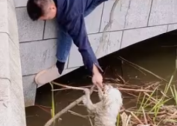 C1612003_Some kind hearted people rescued drowning dog then adopted it…