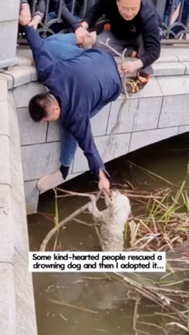 C1612003_Some kind hearted people rescued drowning dog then adopted it…