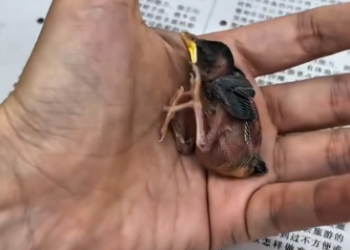 C1612004_snatched ant dinner without hesitation then #rescue #anim…