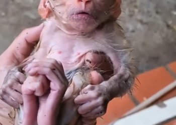 C1612005_OMG found little monkey on rainy day.#rescue #animals #fyp #mon…