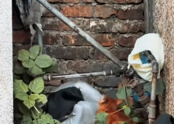 C1612006_saved mama cat her kittens.#rescue #animals #fyp #kitten #c…