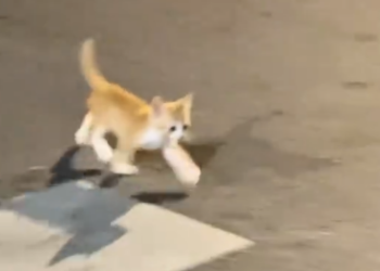 C1612007_picked up stray cat.#rescue #animals #fyp #kitten #catsoftiktok