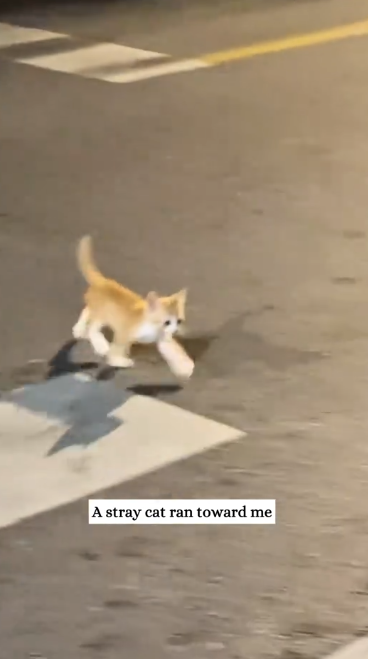 C1612007_picked up stray cat.#rescue #animals #fyp #kitten #catsoftiktok