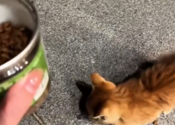 C1612008_found stray kitten she hadn eaten in forever, then #rescue