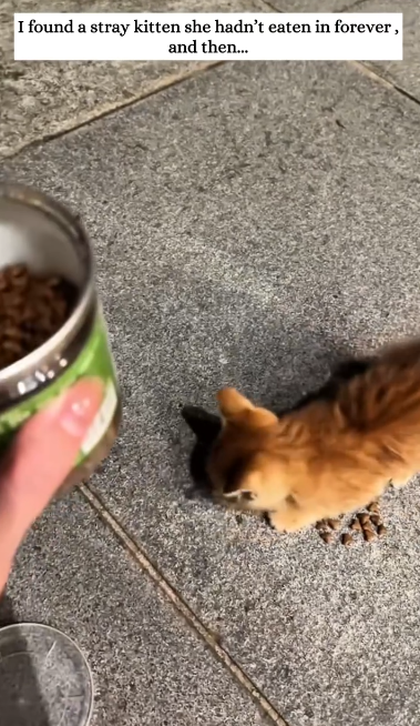 C1612008_found stray kitten she hadn eaten in forever, then #rescue