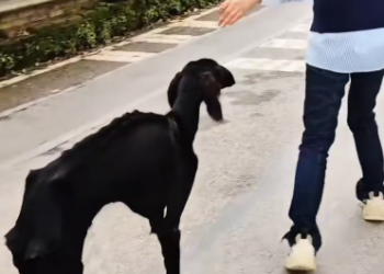 C1612009_Saved pup.#rescue #animals #fyp #puppy #dogsoftiktok