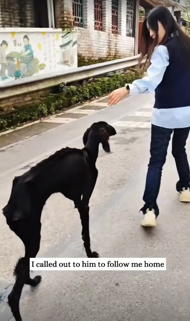 C1612009_Saved pup.#rescue #animals #fyp #puppy #dogsoftiktok