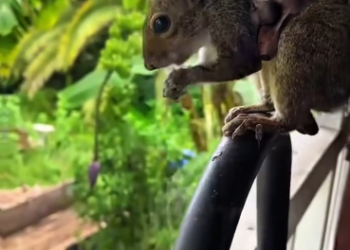 C1612010_Rescuing squirrel.#rescue #animals #fyp #squirrel #squirrelsoftiktok