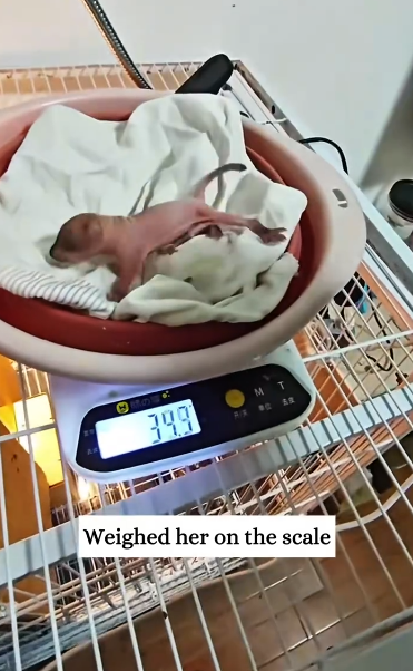 C1612011_Saving little unknown creature.#rescue #animals #fyp #squirrel