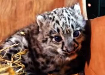 C1612012_Omg #rescue #animals #fyp #fyp #leopard