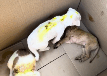 C0112024_A fading soul holding on with its last strength #aidnow #support_part2