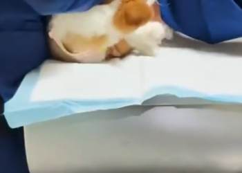 C1612013_Luckily,the trapped pup was rescued!#rescue #animals #fyp #dogsoftikt…