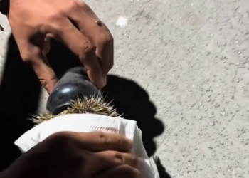 C1612014_Saved hedgehog.#rescue #animals #fyp #hedgehog