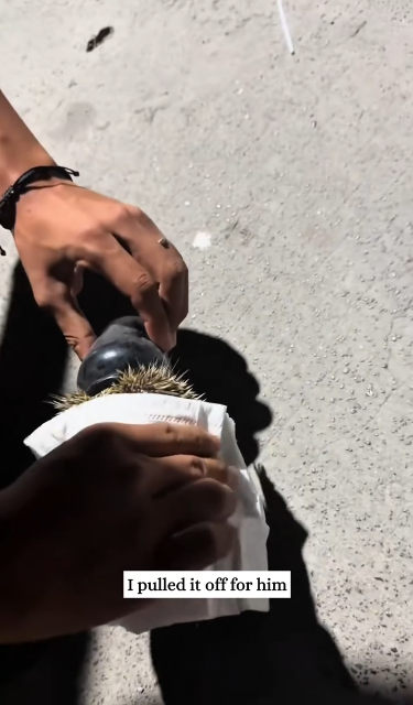 C1612014_Saved hedgehog.#rescue #animals #fyp #hedgehog