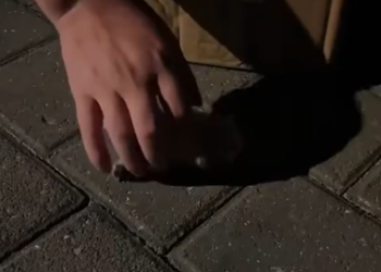 C1612015_Rescue hamster.#animals #fyp #rescue #hamster