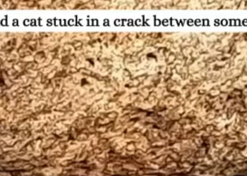 C1612016_randomly saved cat.#animals #fyp #rescue #kitten #catsoftiktok