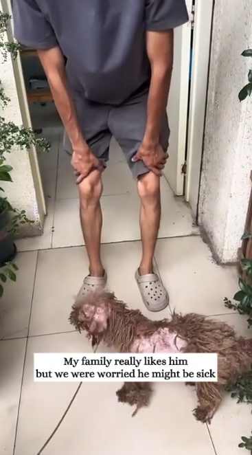 C1612017_Rescue stray dogs.#animals #fyp #rescue #dogsoftiktok #puppy