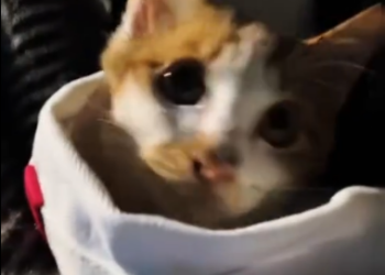 C1612018_Poor little kitty.#animals #fyp #rescue #kitten #catsoftiktok