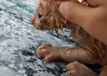 C1612019_Rescue little cat.#animals #fyp #rescue #kitten #catsoftiktok