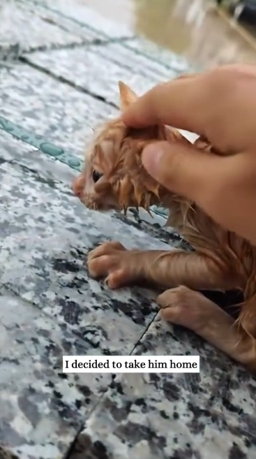 C1612019_Rescue little cat.#animals #fyp #rescue #kitten #catsoftiktok