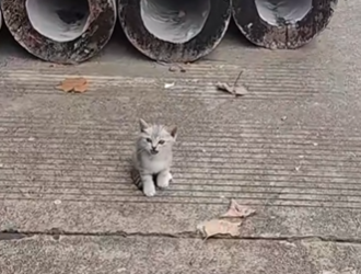 C1612020_totally stumbled upon kitten.#animals #fyp #rescue #kitten #catso…