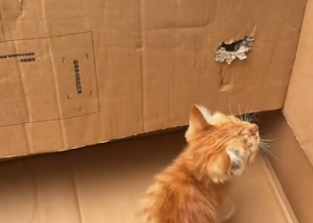 C1612021_Poor baby.#animals #fyp #rescue #kitten #catsoftiktok