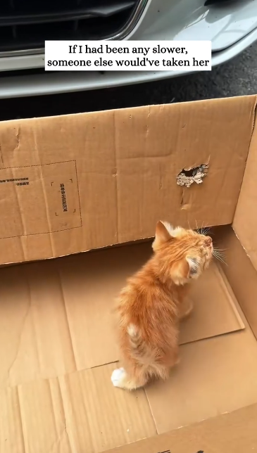 C1612021_Poor baby.#animals #fyp #rescue #kitten #catsoftiktok