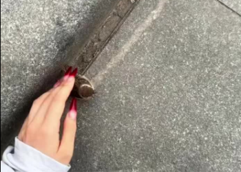 C1612022_found little sparrow can fly.#animals #fyp #rescue #bird