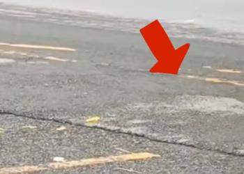 C1612023_So lucky little dog got saved #animals #fyp #rescue #puppy #dogs…