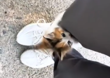 C1612024_OMG, little cat wants to come home me.#animals #fyp #rescue…