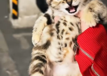 C1612025_found tabby cat hanging out on construction site.#animals #fy…