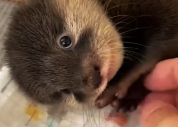 C1612026_Picked up river otter, no big deal.#animals #fyp #rescue #otter #glow