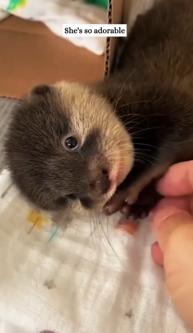 C1612026_Picked up river otter, no big deal.#animals #fyp #rescue #otter #glow