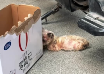 C1612027_Rescuing kitten.#animals #fyp #rescue #kitten #catsoftiktok