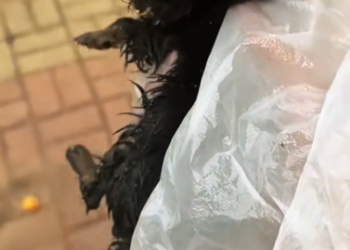 C1612028_found puppy in trash.#animals #fyp #puppy #dogsoftiktok