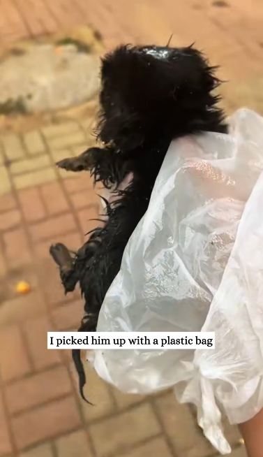 C1612028_found puppy in trash.#animals #fyp #puppy #dogsoftiktok