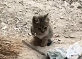 C1612029_found tabby cat hanging out on construction site.#animals #fy… (1)